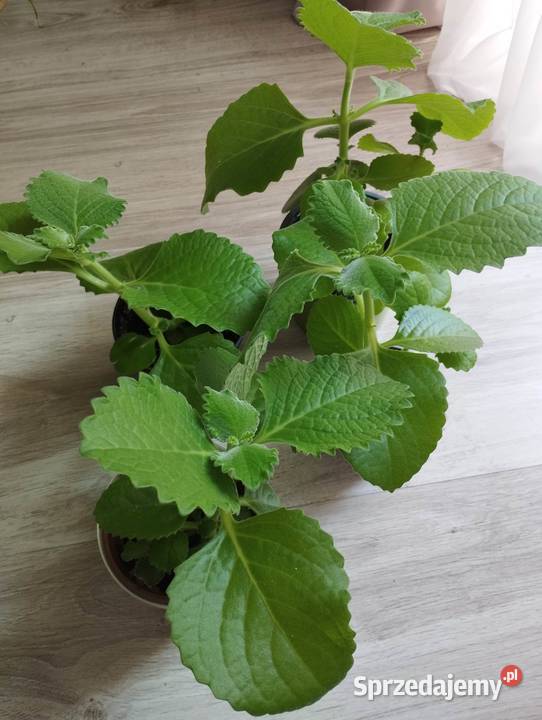 Mięta sadzonki 6 sztuk Łódź