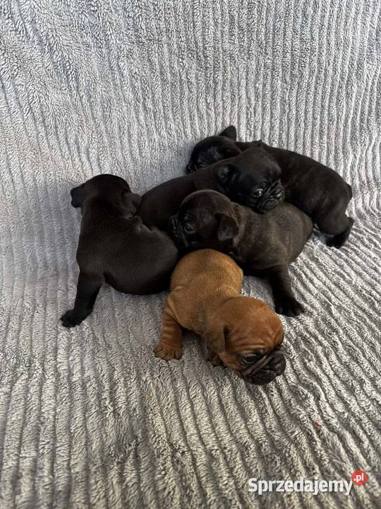 Buldog francuski Brzeg