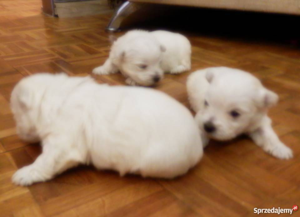 Śliczne szczeniaki West Kutno