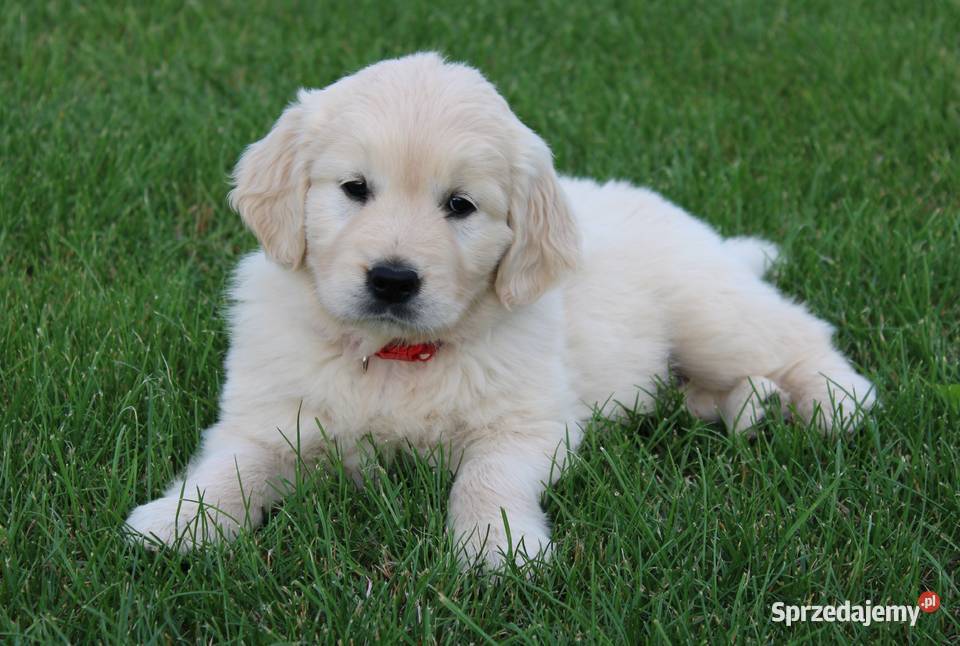 Golden Retriever szczeniaki Wilkowa