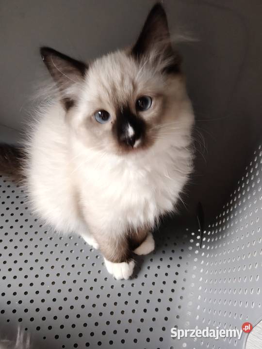 Kocięta ragdoll z rodowodem Pruszcz Gdański