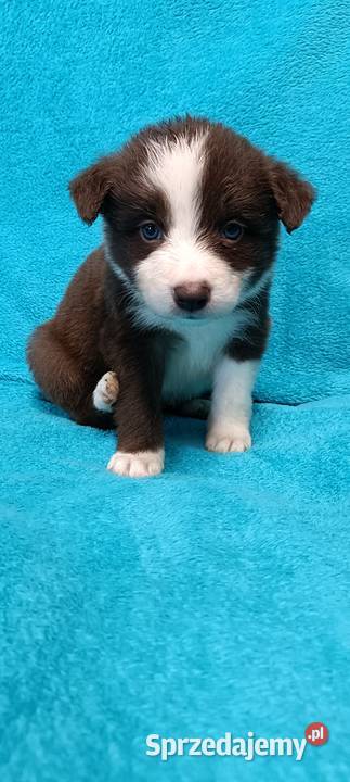 Border Collie szczenięta FCI Lilac niebieskie małopolskie Nowy Sącz