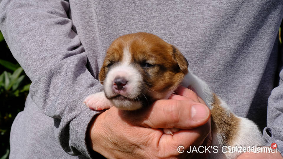 Jack Russell Terrier gładkowłosy ZKwP FCI Andrychów