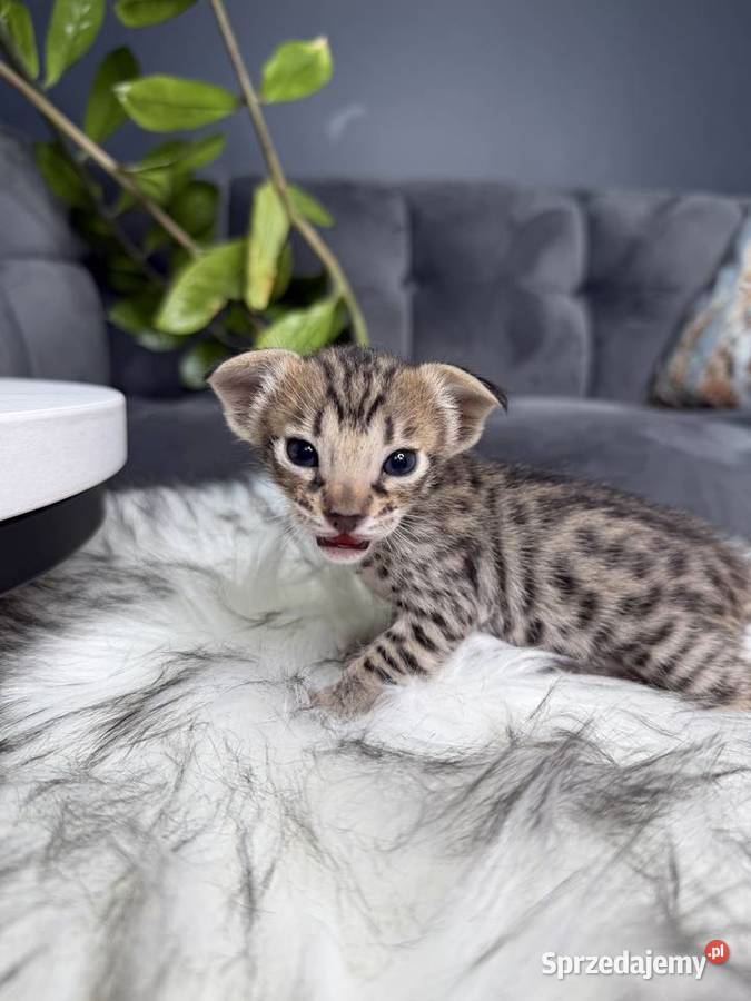 Złota samica Savannah F6 Kraków