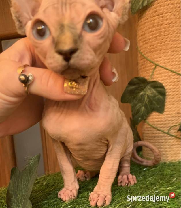 Sfinks Kanadyjski Rezerwacja kotki sprzedam