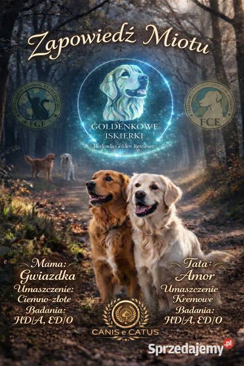 Szczenięta Golden Retriever- Rezerwacja miotu