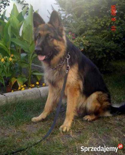 sukę Owczarka Niemieckiego Obora