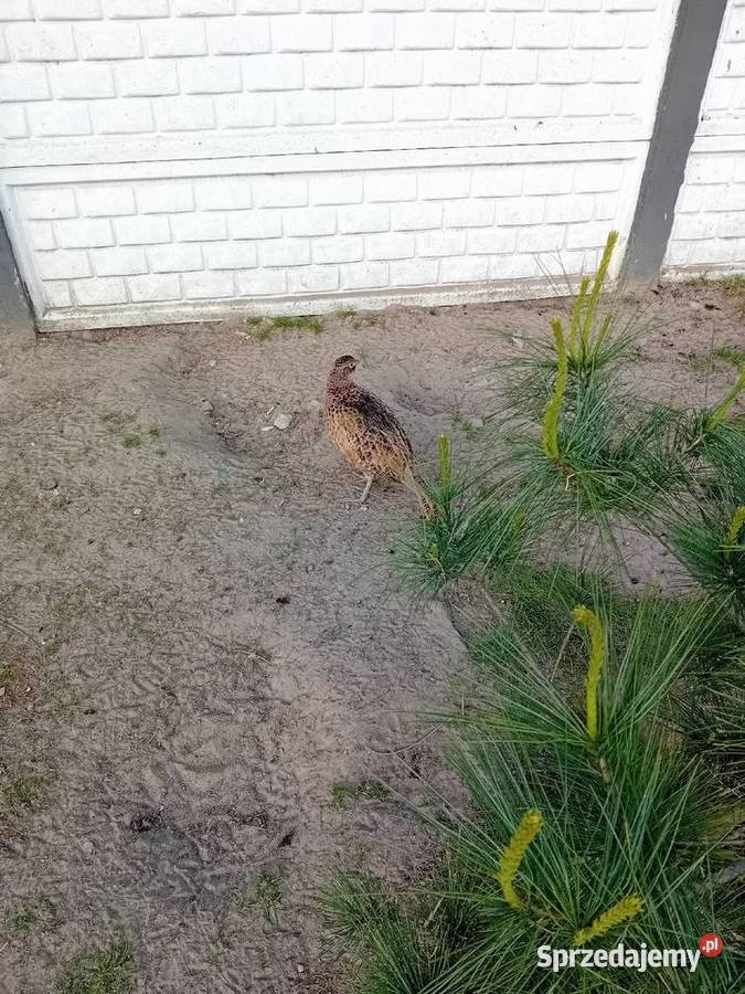 Jaja lęgowe bażanta polnego mazowieckie Siedlce sprzedam