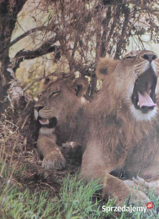 Album Lew nie jest królem zwierząt Rok wydania 1986