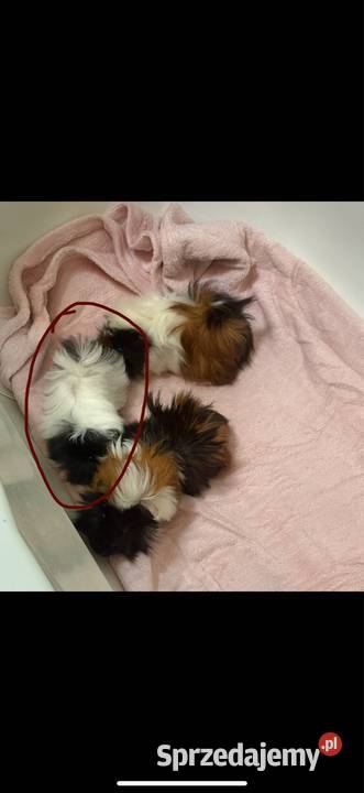 Świnka morska samiec Białystok