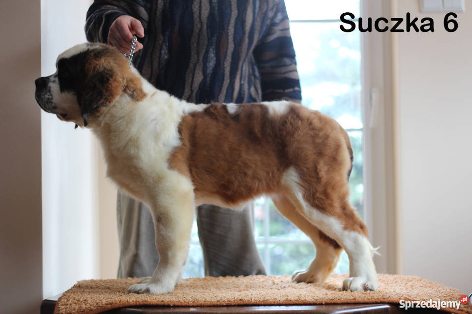 Bernardyny długowłose Szczenięta z rodowodem