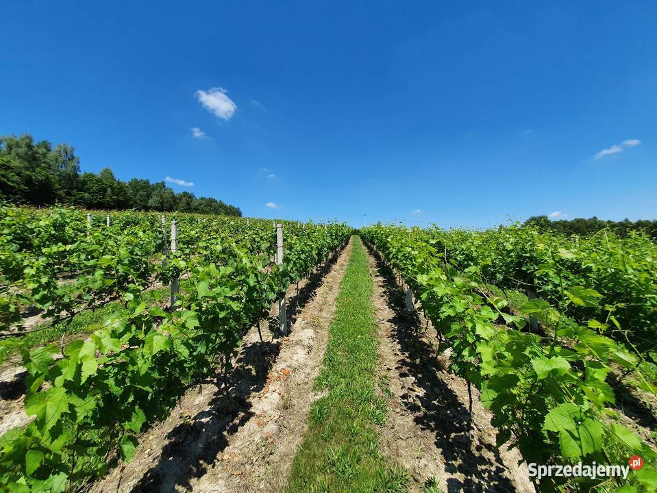 Funkcjonująca Winnica z infrastrukturą i Gwoźnica Górna sprzedam