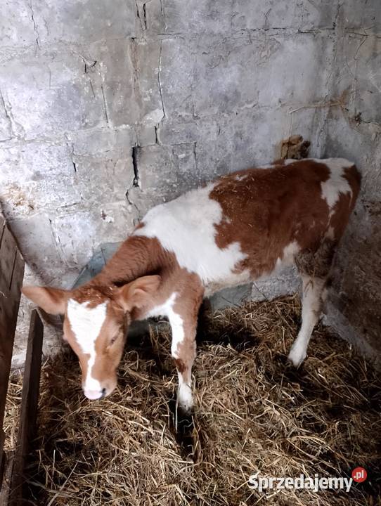 Jałóweczka SM Cieszanów