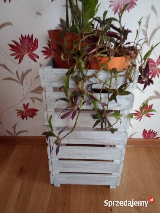 Kwietniki Rośliny podkarpackie