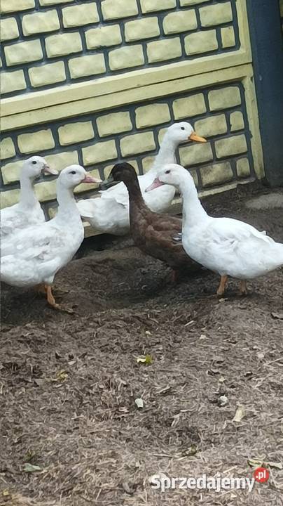 Duże kaczki odchowane tegoroczne Iłża