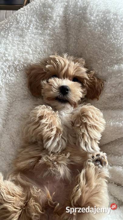 Suczka Maltipoo Piaseczno