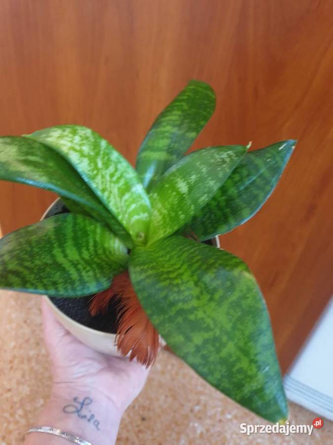 Roślina doniczkowa sansewieria Radom