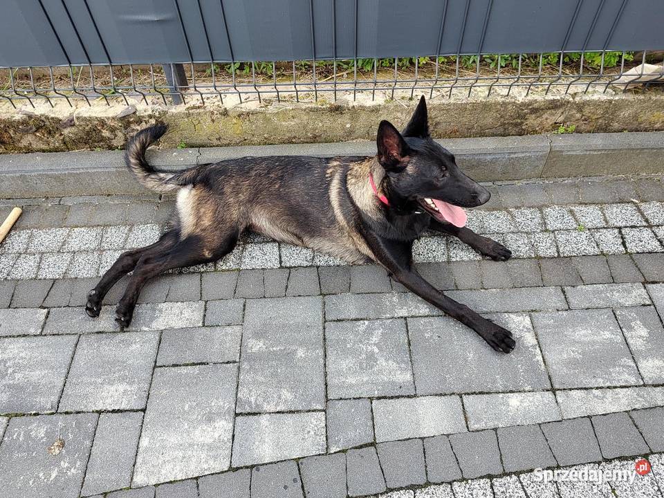 Owczarek Belgijski Milanois śląskie Częstochowa