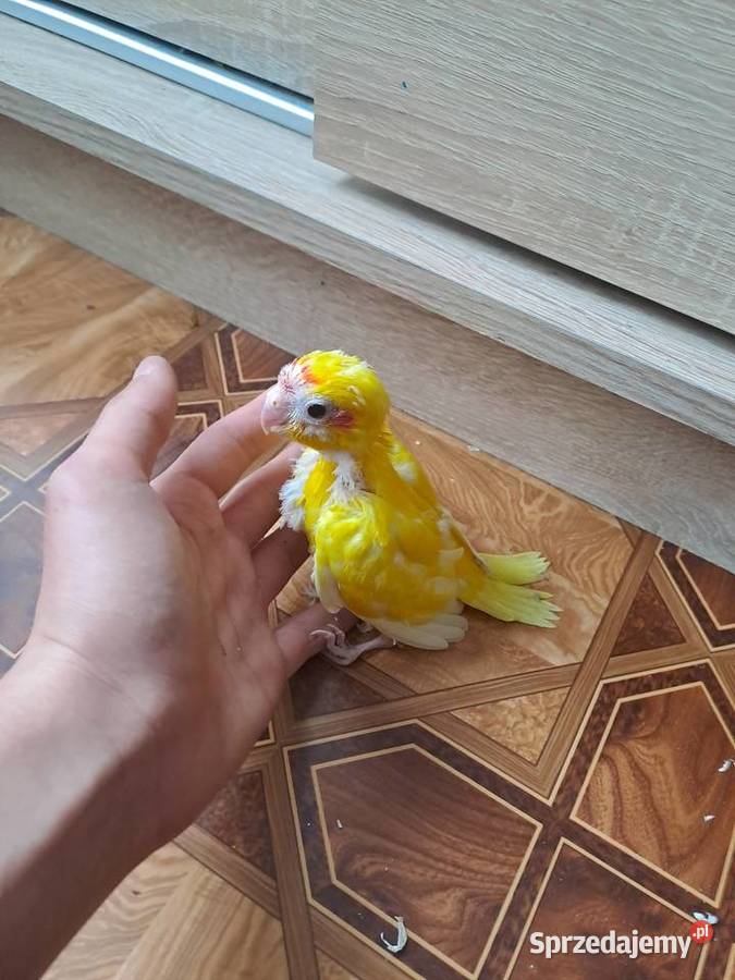 będę miał na sprzedaż papugi kozy Wawrzeńczyce