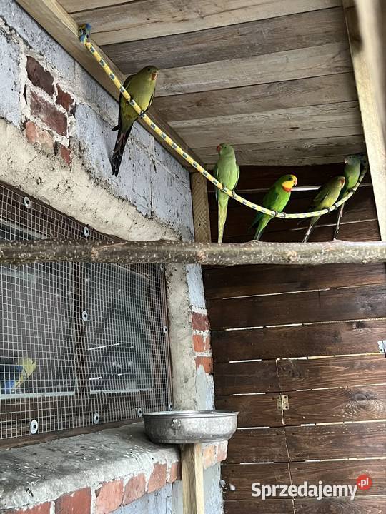 Sprzedam różne papugi Stobno Siódme sprzedam