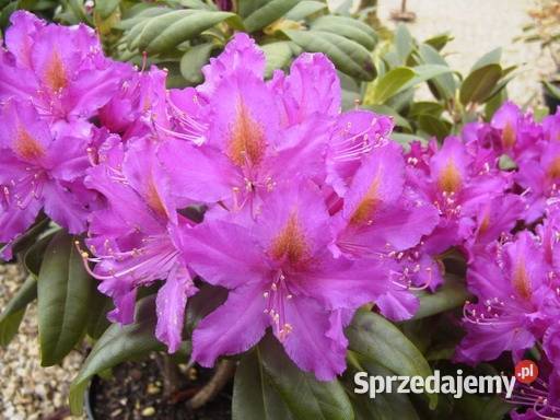 Różanecznik Libretto Rhododendron Libretto C5 Grójec