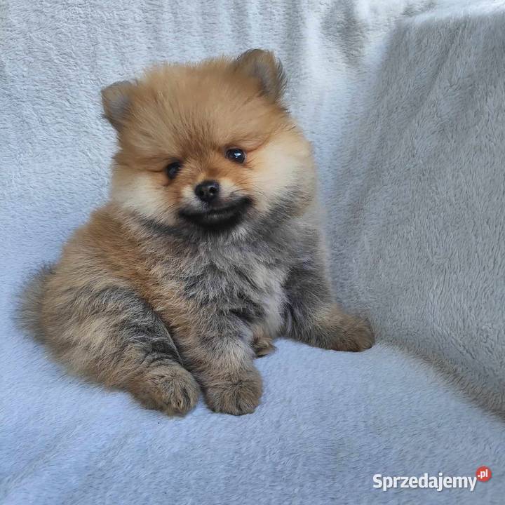 SZPIC MINIATUROWY POMERANIAN PIĘKNY CHŁOPAK łódzkie Janinów