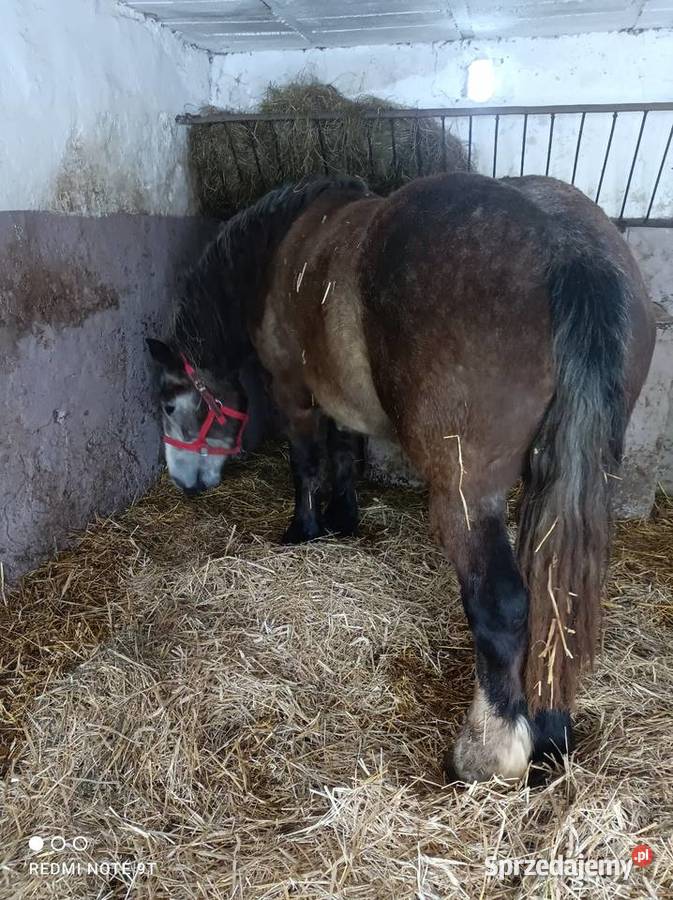 Klacz zimnokrwista Żuromin