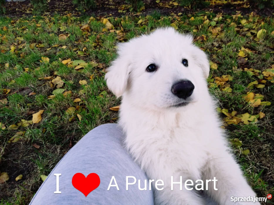 Biały Owczarek Szwajcarski szczeniaki ZKwP FCI sprzedam