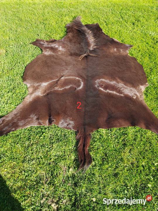 Skóra Naturalna z Konia Skóra Dekoracyjna Źrebak Szaflary