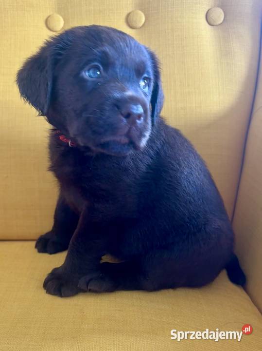 Labrador czekoladowy szczenię piesek