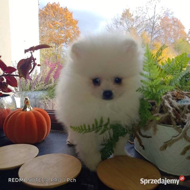 Szpic miniaturowy Przepiękne misie mazowieckie Warszawa