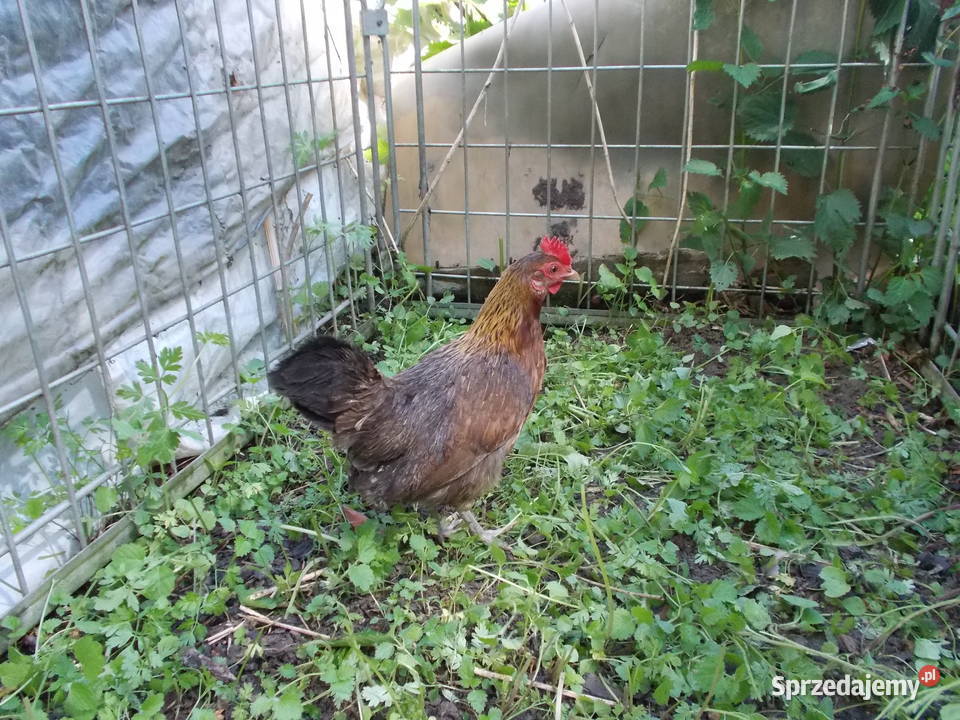 Liliputki złociste i srebrzyste para kogut kura