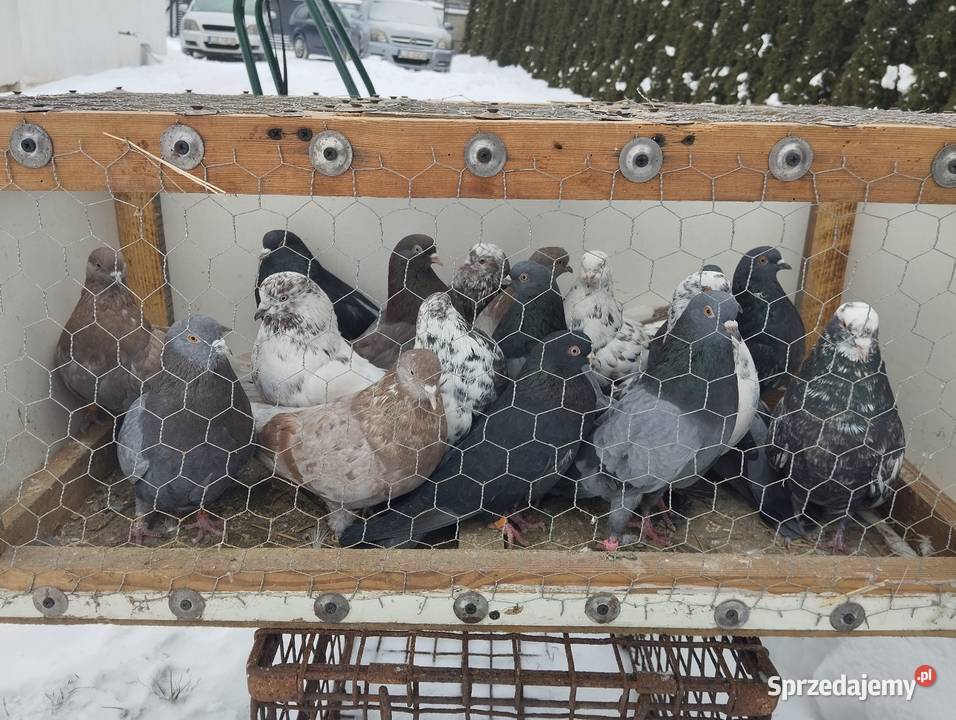 Orlikszaryk Majdan Krasieniński