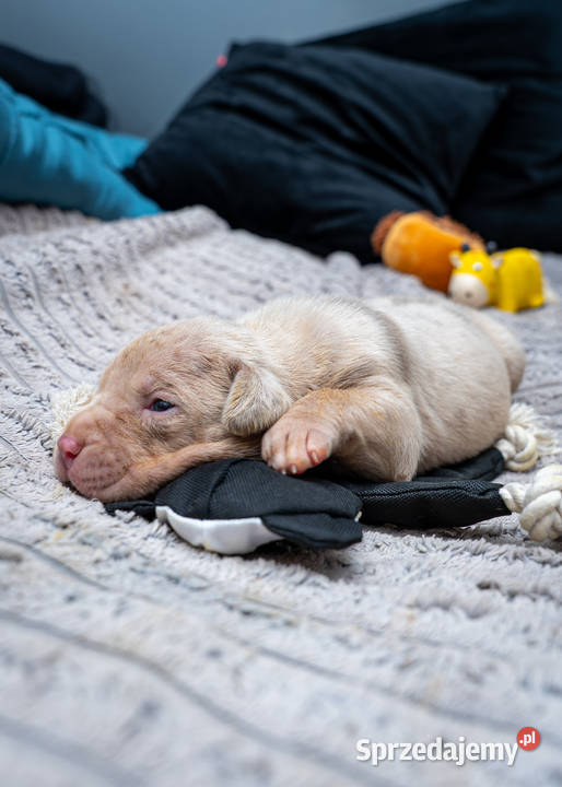 American Bully XL Tarnów