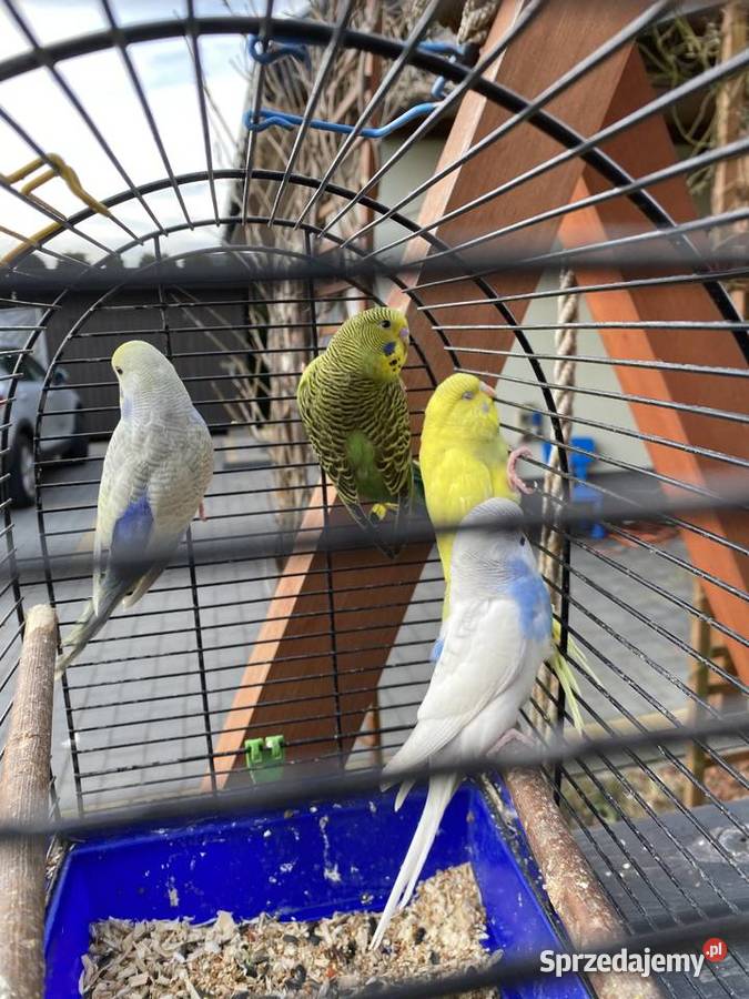 Sprzedam papugi faliste i zeberki lubelskie Krasnystaw