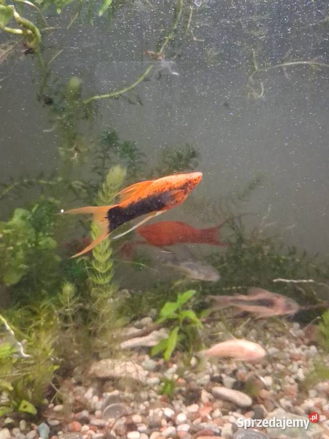Mieczyki hellera 4sztuki Ryby wielkopolskie Jarocin
