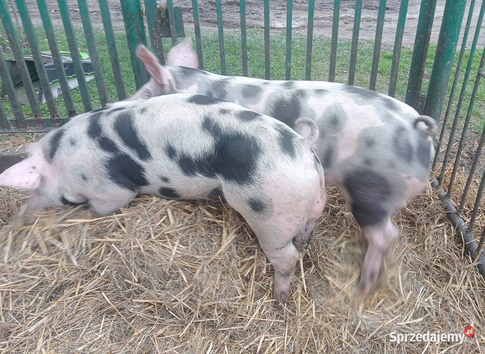Knurki Pietrain knur knurek Trzoda chlewna wielkopolskie Strzałkowo