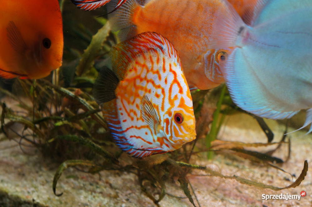 Paletki młode i dorosłe Lublin