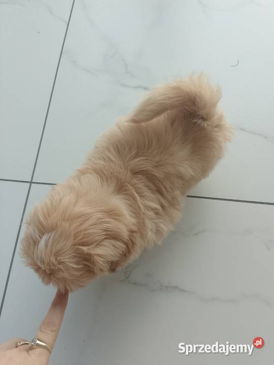 Unikatowy piesek rasy ShihTzu Kluczbork