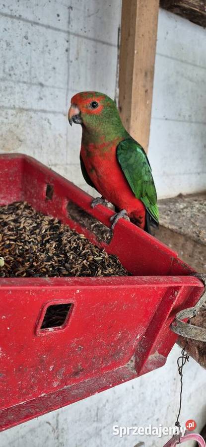 Redukcja hodowli papug Ptaki