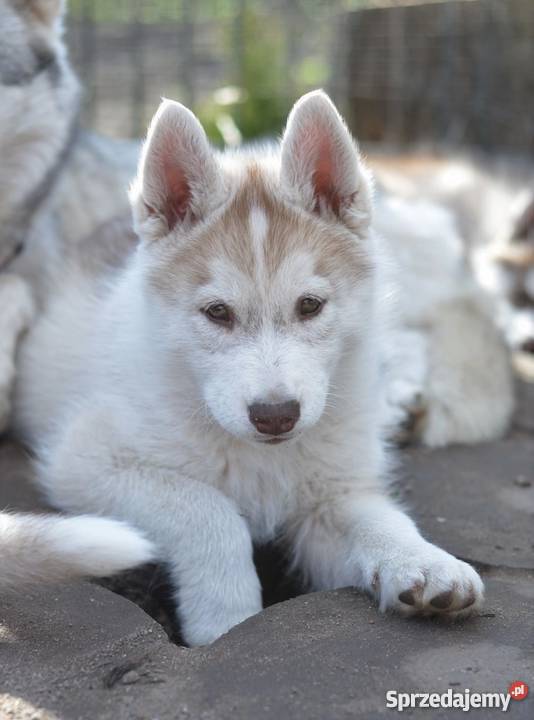 siberian husky rodowodowe szczenięta Husky Husky Grudziądz