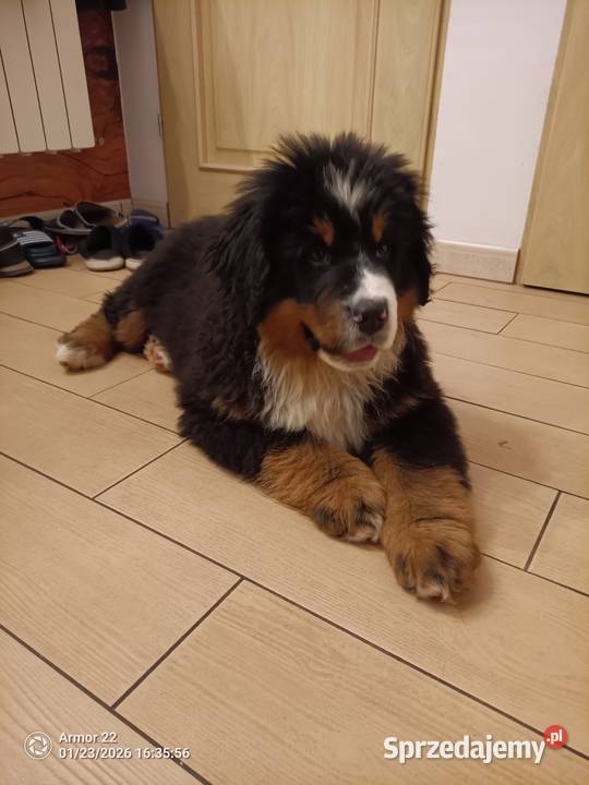 Piesek Berneński Pasterski Jeleniewo