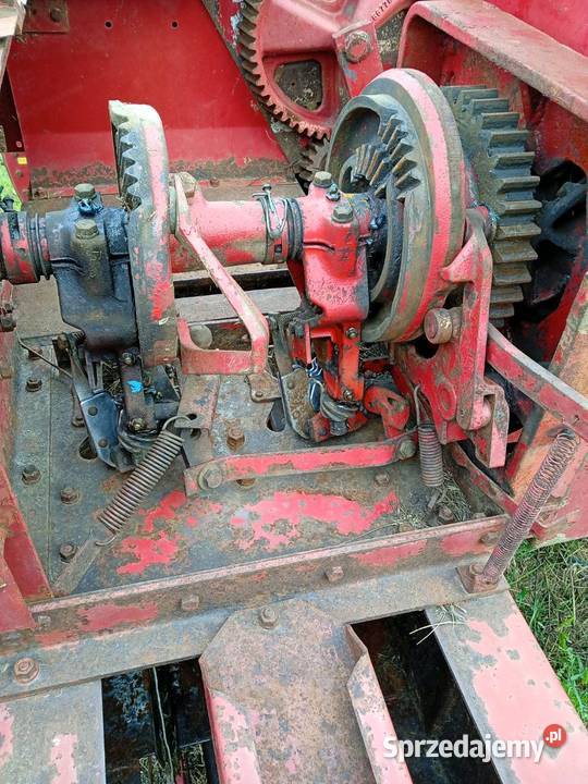 Sprzedam prase kostke Skronina