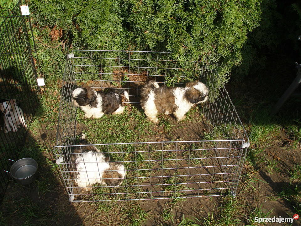 Piękne Pieski ShihTzu wyprawka szczeniaczka Częstochowa