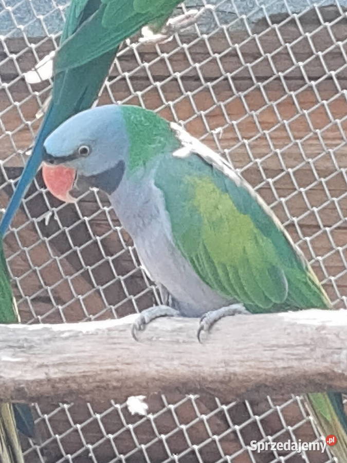 Aleksandretta chińska Parka Krzepice