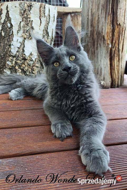 Niebieski Maine Coon FPL Gdańsk sprzedam