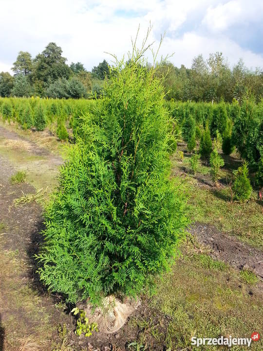 Thuja Brabant 140160 PRODUCENT Rydzyny