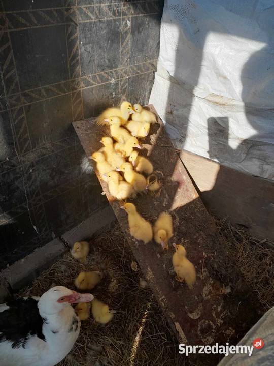 Swojskie kaczki sprzedam