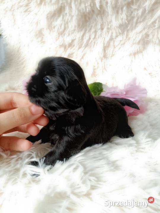 Czarna piękna suczka rasy ShihTzu sprzedam
