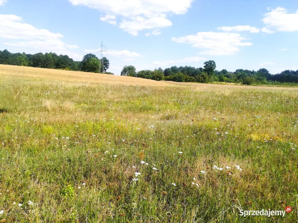 Działka budowlana 2100 Konary Wińsko woda